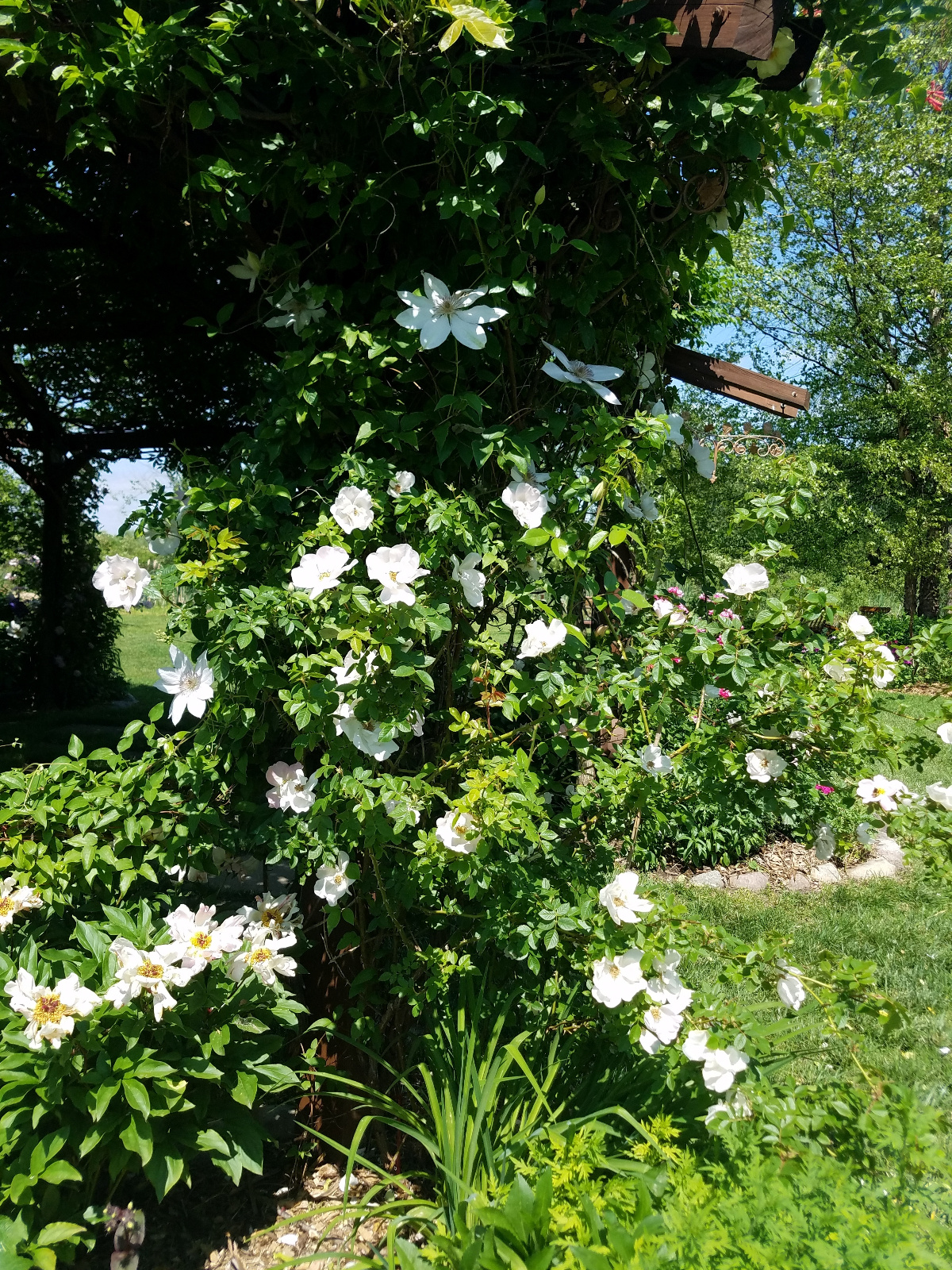 Climbing Clematis and Rose with Garden Peony in flowerbed